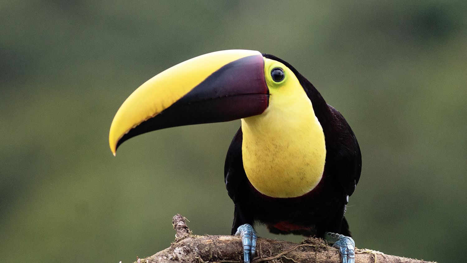 Yellow-throated Toucan